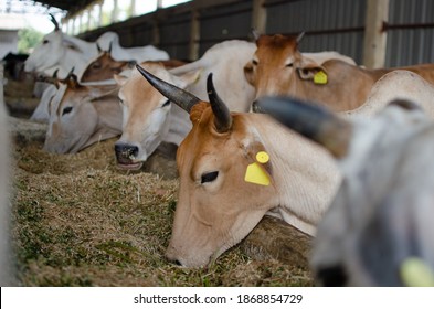 Pictures of Indian Cows in the city of Lucknow, Uttar Pradesh