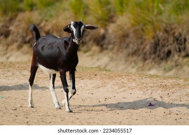 Pictures of Indian domestic Goats