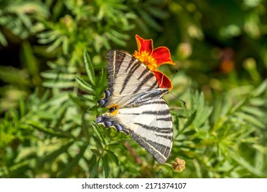 5 021 Most Beautiful Flowers World Images Stock Photos Vectors 5 021 Most Beautiful Flowers World Images Stock Photos Vectors