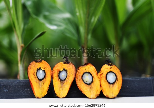 pictures of oil palm fruit are divided\
into two sections arranged in front of a palm\
tree
