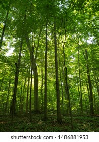 Pictures Of Of The Sacred Grove In New York State