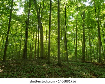 Pictures Of Of The Sacred Grove In New York State