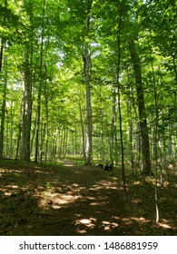 Pictures Of Of The Sacred Grove In New York State