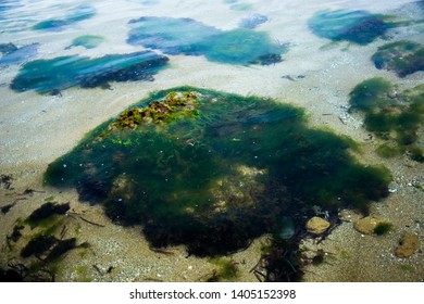Pictures of the sea and coral life Beautiful summer pictures