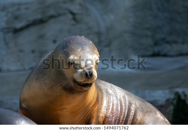 Pictures Seals Zoo Stock Photo (Edit Now) 1494071762