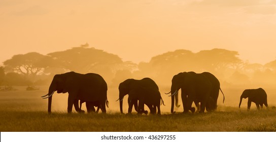 239,742 Elephant africa Images, Stock Photos & Vectors | Shutterstock