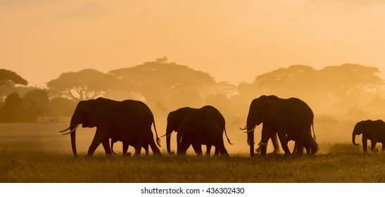 Pictures Silhouettes African Elephants Sunset Excellent Stock Photo ...