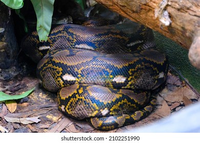 3,048 Snake captivity Images, Stock Photos & Vectors | Shutterstock