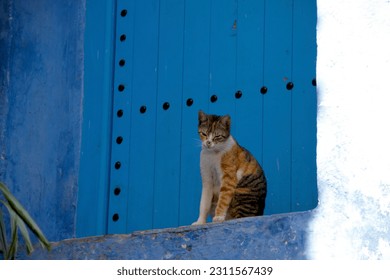 Pictures I took in the blue city, Chefchaouen, Morocco - Shutterstock ID 2311567439