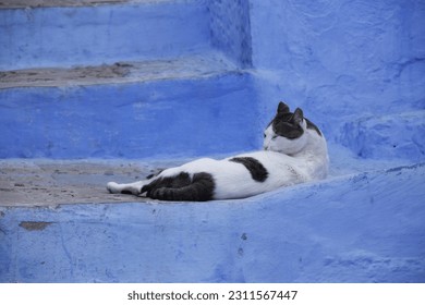 Pictures I took in the blue city, Chefchaouen, Morocco - Shutterstock ID 2311567447