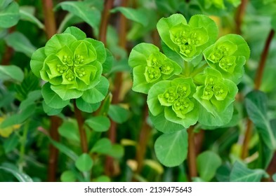 pictures of wild plants, medicinal flowers. photos of spurge flowers. - Shutterstock ID 2139475643