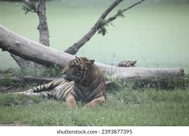 Pictures of wildlife of Asian tigers - Shutterstock ID 2393877395