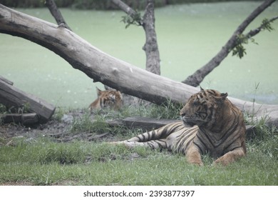 Pictures of wildlife of Asian tigers - Shutterstock ID 2393877397