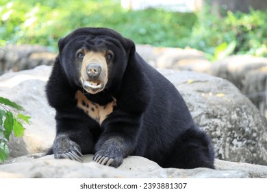 The pictures of wildlife of big bear - Shutterstock ID 2393881307