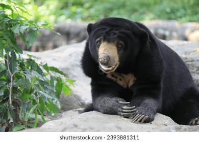 The pictures of wildlife of big bear - Shutterstock ID 2393881311