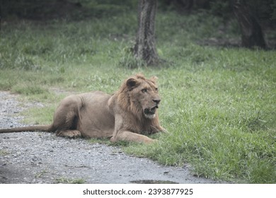 The pictures of wildlife of lions - Shutterstock ID 2393877925