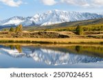 Picturesque Altai nature landscape of swamp lake, yellow autumn forest, amazing reflection of mountain ice peak of Siberia taiga, lonely larch tree on shore, cloudy sky. Russian nature, Altai, Siberia