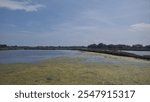 Picturesque Aquaculture Scene with a Pond, Thick Vegetation, and Overarching Trees