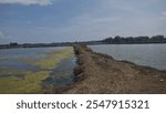 Picturesque Aquaculture Scene with a Pond, Thick Vegetation, and Overarching Trees