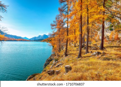 Picturesque autumn scene in Swiss Alps and views of Sils Lake (Silsersee). Colorful autumn scene of Swiss Alps. Location: Maloya, Engadine region, Grisons canton, Switzerland, Europe.