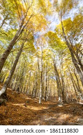 Picturesque Beech trees in forest during autumn in a windy day,