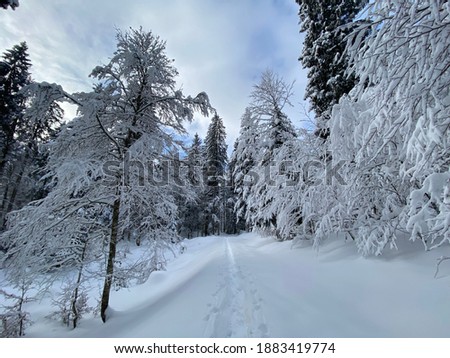 Similar – winter walk Nature