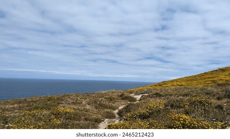 Picturesque coastal path along the ocean with yellow wildflowers under blue sky - Powered by Shutterstock