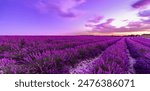 Picturesque colorful floral atmosphere. Beautiful panoramic view French blooming scenic at sunset. Sunset violet lavender flower field in Provence, France, Valensole. Summer nature amazing landscape