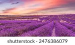 Picturesque colorful floral atmosphere. Beautiful panoramic view French blooming scenic at sunset. Sunset violet lavender flower field in Provence, France, Valensole. Summer nature amazing landscape