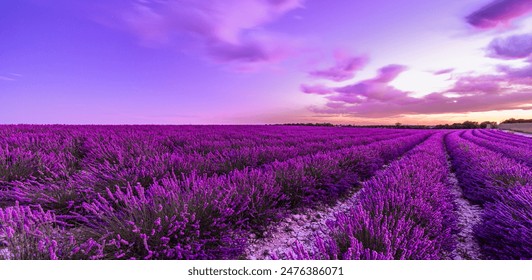 Picturesque colorful floral atmosphere. Beautiful panoramic view French blooming scenic at sunset. Sunset violet lavender flower field in Provence, France, Valensole. Summer nature amazing landscape - Powered by Shutterstock