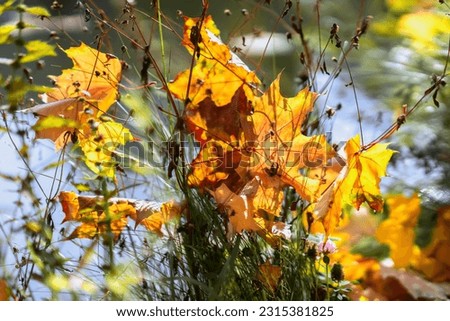 Picturesque colorful varicolored fallen maple leaves in dry grass in sunny day, translucent in sun. Fall, leaf fall. Natural autumn bright background