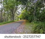 A picturesque country road with no cars, people or animals. Petals from the flowers of overhead trees rest on the ground undisturbed