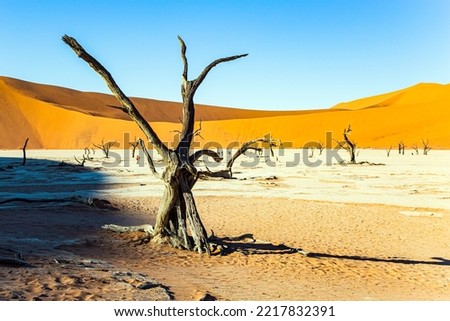Picturesque dried fossilized remains of trees at the bottom of the dried-up Lake Sossusflei. Africa, Namibia. The magnificent Namib-Naukluft Park. Sossusflei is a clay plateau in the Namib Desert. 