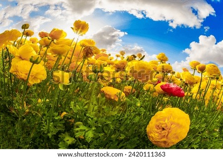 Picturesque fields of large terry yellow buttercupsranunculus. The kibbutzim of the south grow beautiful flowers. Bright spring sun. Israel