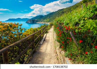 Picturesque flowery hiking trail and vineyards with red poppies on the Cinque Terre coastline, Manarola, Liguria, Italy, Europe