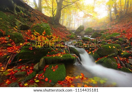 picturesque gold autumn image, fast stream flowing between green stones on background autumn forest in sunlight morning sunrise, amazing nature landscape, Carpathians, Europe mountains