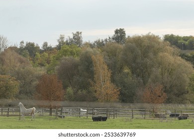 In a picturesque grassy field, a beautiful white horse stands gracefully with lush green grass surrounding it and trees visible in the background - Powered by Shutterstock