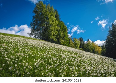 Picturesque hills with blooming white daffodil flowers. Beautiful seasonal flowering landscape with fragrant daffodils on the steep slope, Jesenice, Slovenia, Europe - Powered by Shutterstock