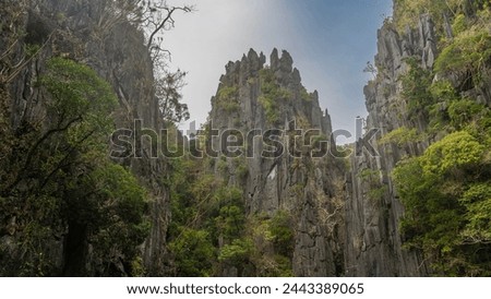 Picturesque karst rocks with bizarre sharp peaks against the blue sky. On the steep, furrowed slopes there is green tropical vegetation, trees with curved trunks. Philippines. Palawan.