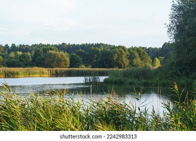 Picturesque lake or river overgrown with bulrush on sunny day. Blue water with lush grass. Green aquatic plants. Waterscape, summer, natural beauty. Tourism in countryside, scenery. - Shutterstock ID 2242983313