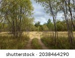 A picturesque landscape. A country road running through a willow forest and fields with grasses yellowed from the autumn cold.