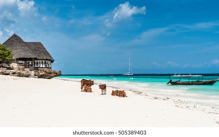 Picturesque Landscape With Cows And House On The Beach And A Boat In Water With Blue Sky On The Background, Zanzibar