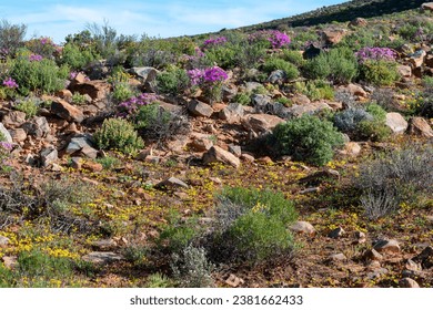 A picturesque landscape featuring vibrant wildflowers growing amongst rocky terrain on a hillside