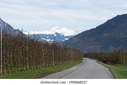 Picturesque Landscape In Naturns In South Tirol In Autumn, In The Fore An Apple Plantation, In The Background The Snow-covered Mountains, Blue Sky With Clouds, No People