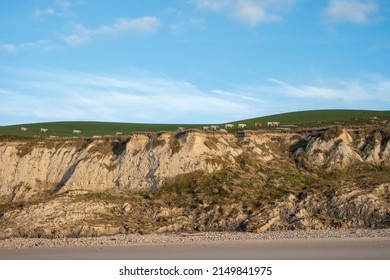 Picturesque landscape over white cows grazing in the grass on the beautiful green prairies and fields from the top of a cliff in Cap Blanc-Nez, France. High quality photo