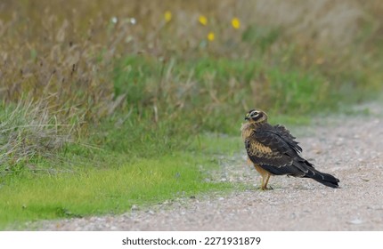 Picturesque landscape shot of Young Pallid harrier (Circus macrourus) sitting on meadow road in late summer  - Shutterstock ID 2271931879