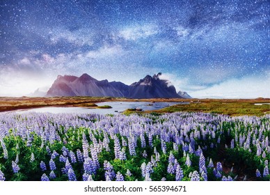 The picturesque landscapes of forests and mountains of Iceland. Wild blue lupine blooming in in summer. Fantastic starry sky and the milky way.  