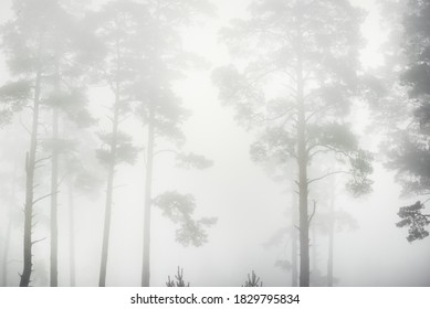 Picturesque monochrome scenery of the evergreen forest in a thick white fog at sunrise. Pine and fir trees close-up. Atmospheric autumn landscape. Fall season, ecology, environment, deforestation
