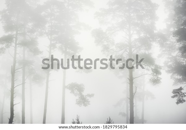 日の出の濃い白い霧の中に常緑の森の白黒の風景 松ともみの木の接写 大気の秋の風景 秋季 生態 環境 森林破壊 の写真素材 今すぐ編集