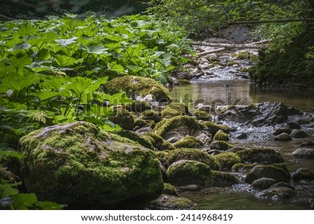 Picturesque mountain gorge with mossy stones and vivid green plants